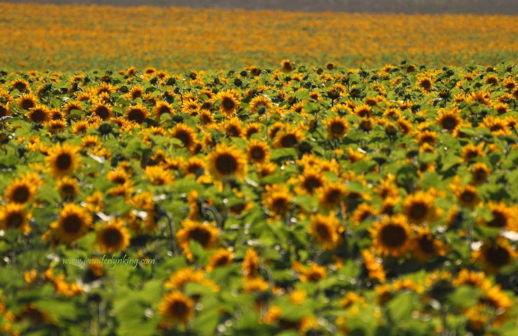 Sunflowers