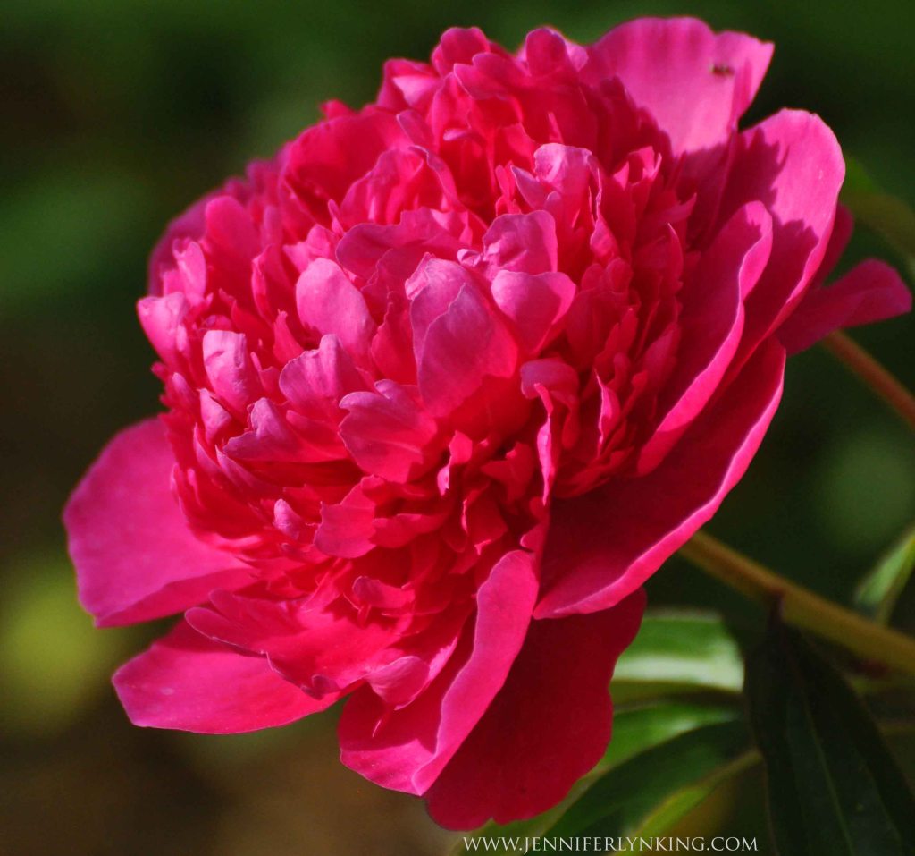 Vivid Color: Garden Peony
