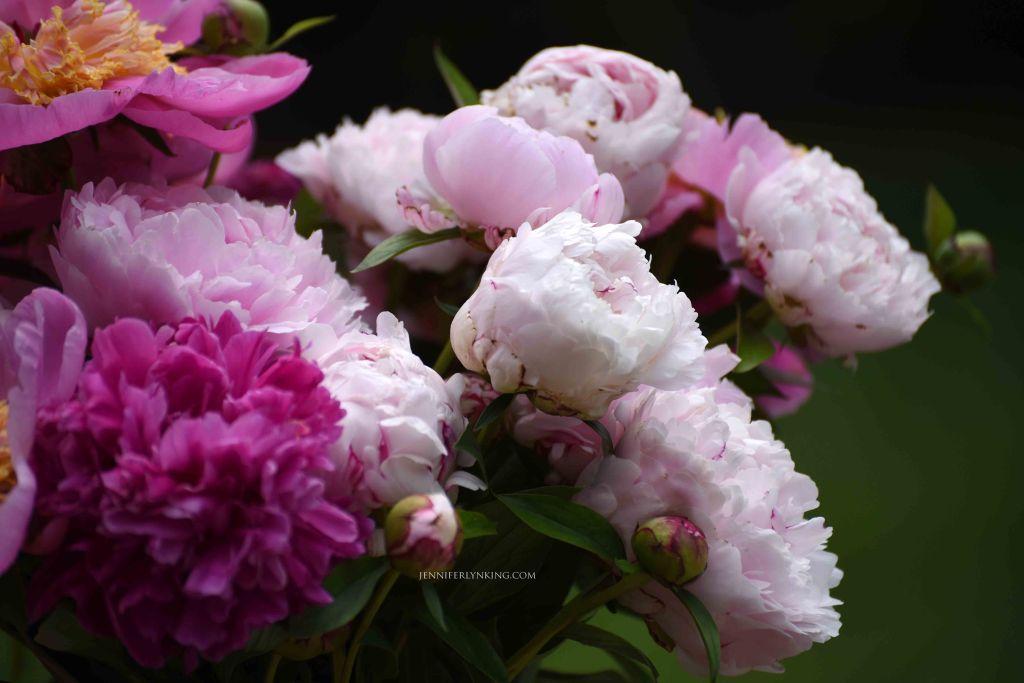 Peonies from my garden