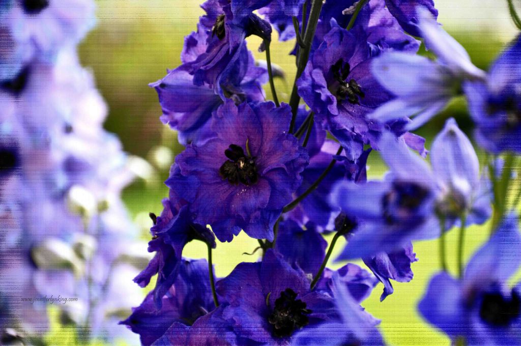 True Blue Delphinium