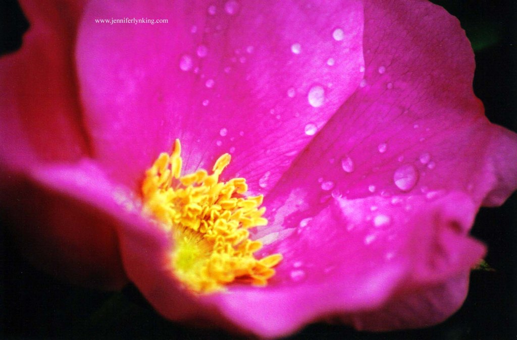 a coastal Rugosa Rose