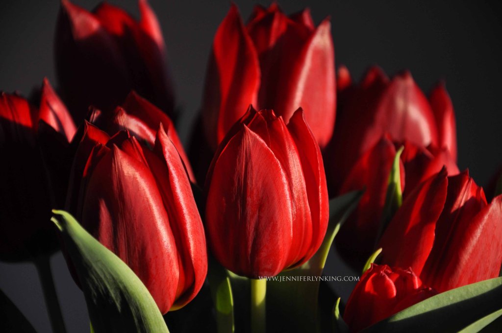 Deep Red Tulips