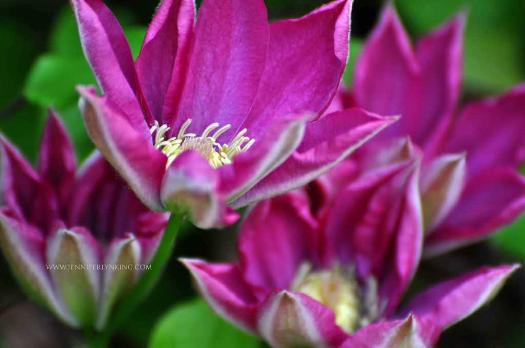 Ready to bloom again