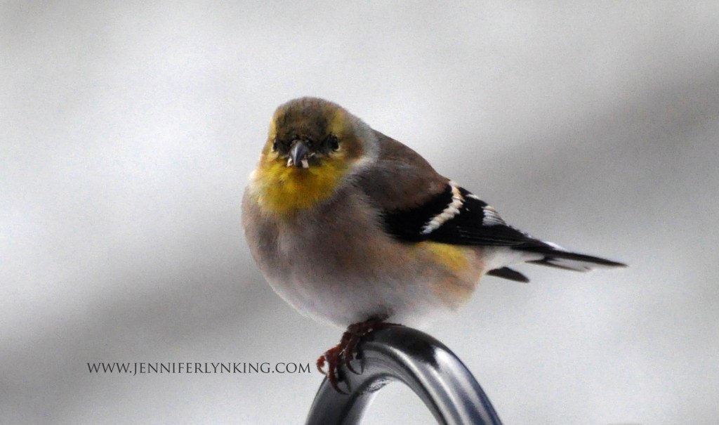 The Goldfinch