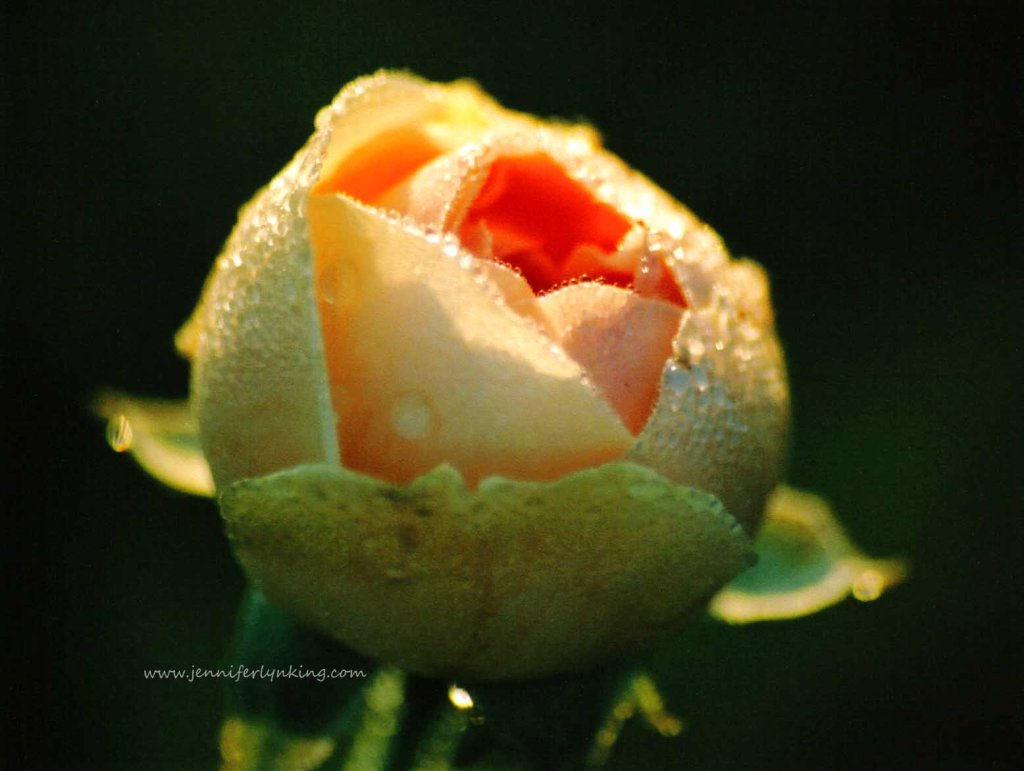 Last of the Season's Roses ...