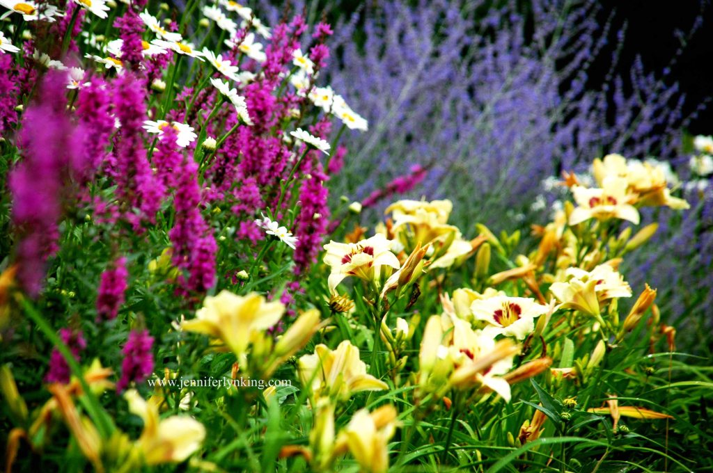 the back border, from our former backyard gardens