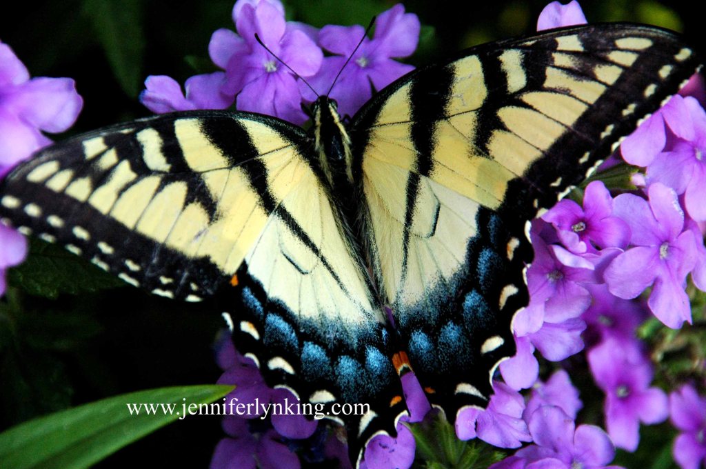 Tiger Swallowtail Butterfly