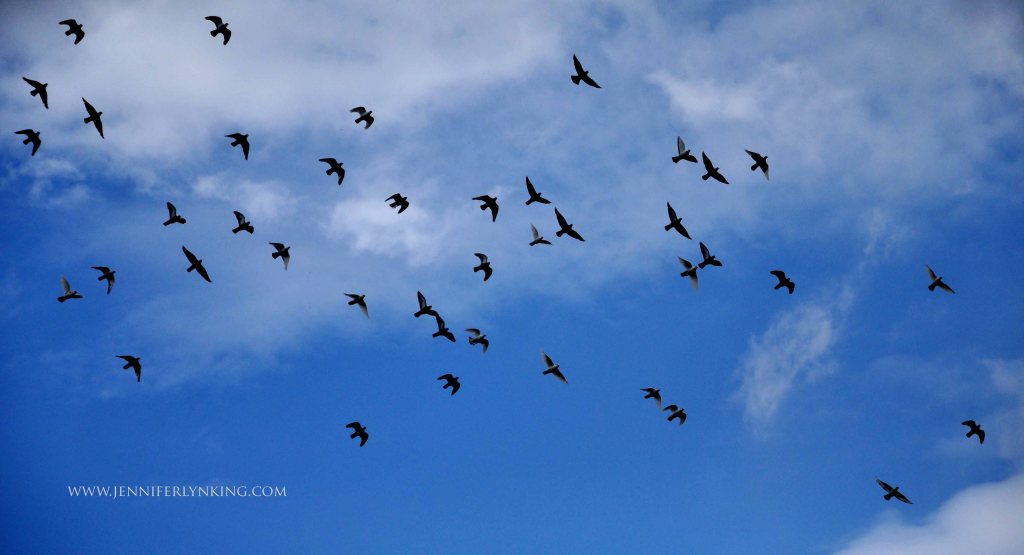 Passenger Pigeons against Blue Summer Sky: Prague