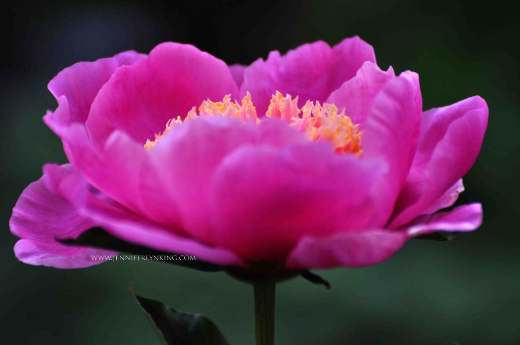 Peony from my garden