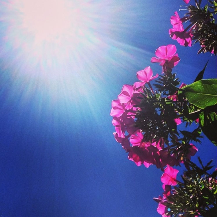 Face to the Sunlight