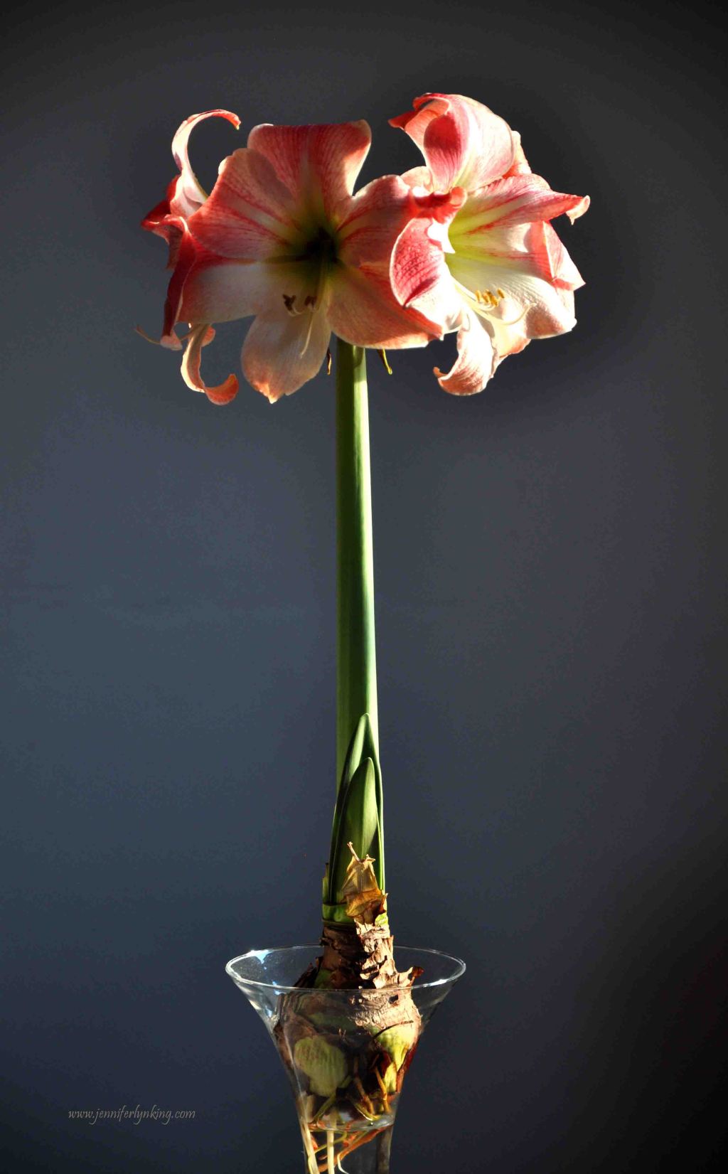 the grand beauty of Amaryllis