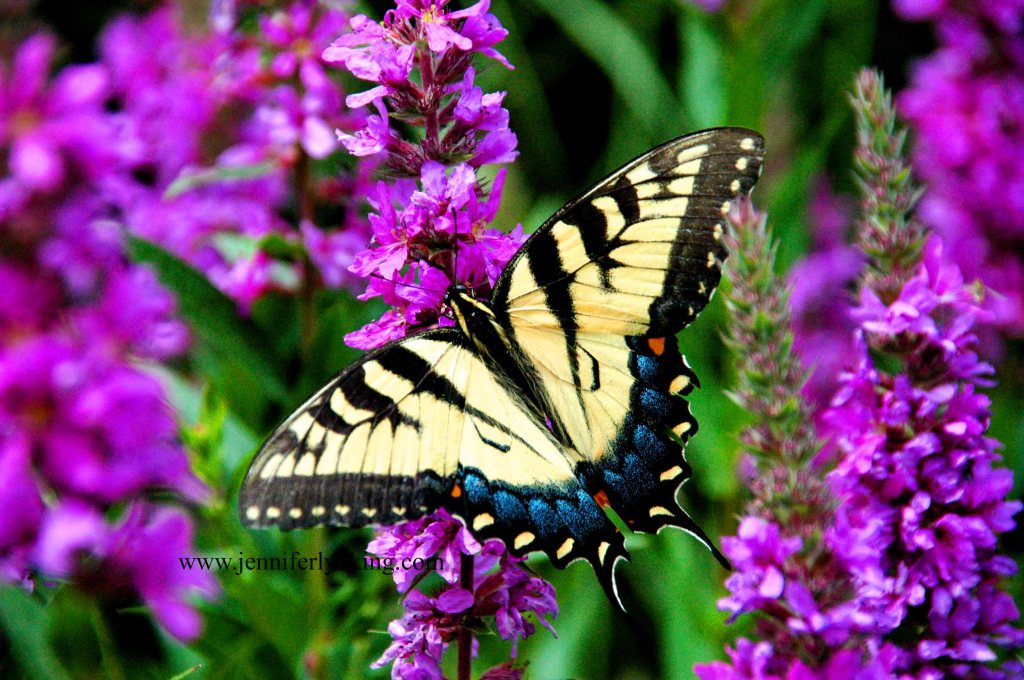 beauty butterfly