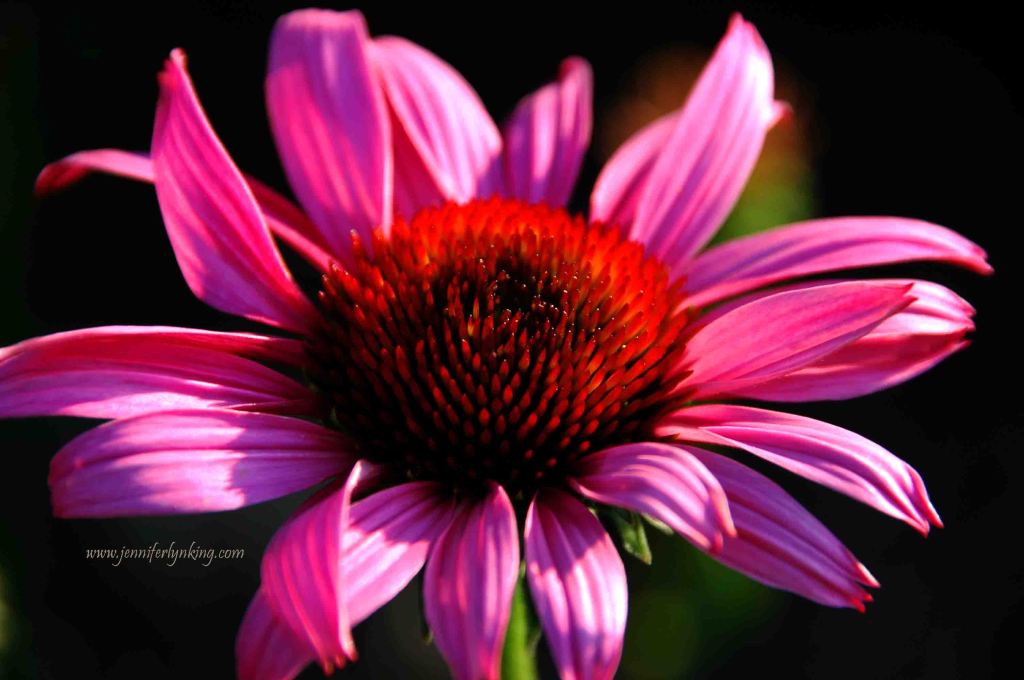 Echinacea