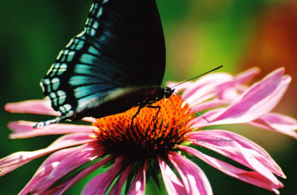 Red Spotted Purple Butterfly
