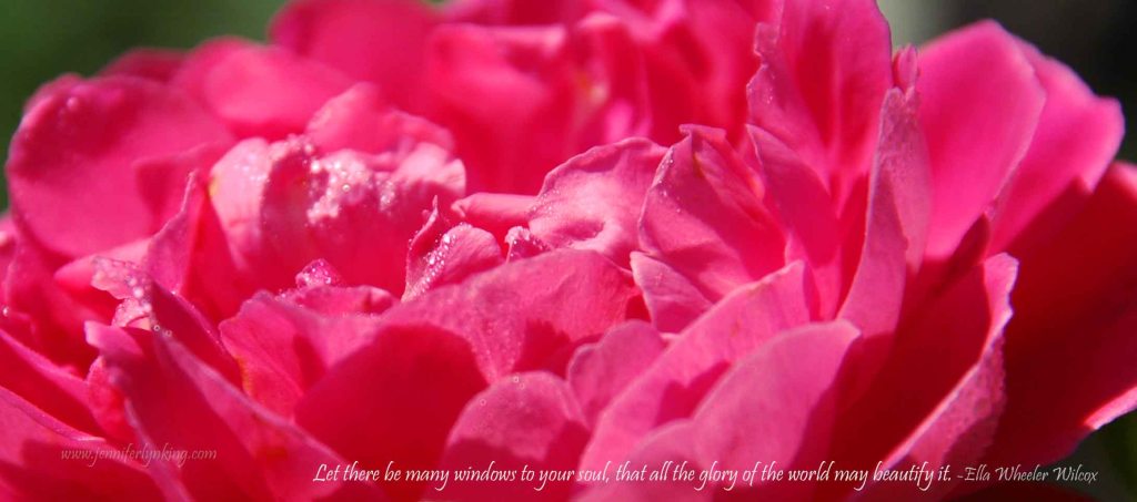 Baronne Prevost old rose with dew