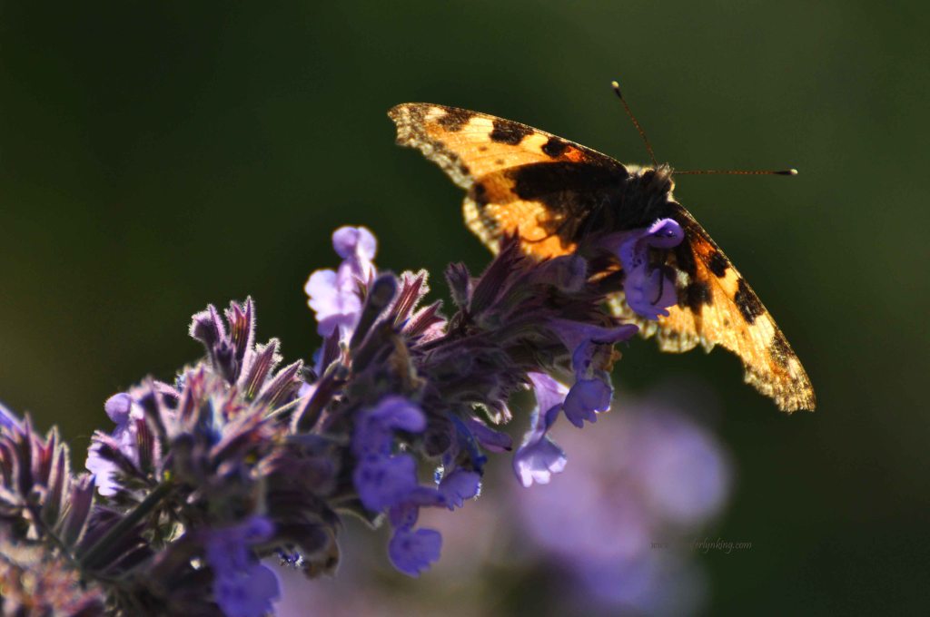 Painted Lady on Lavender