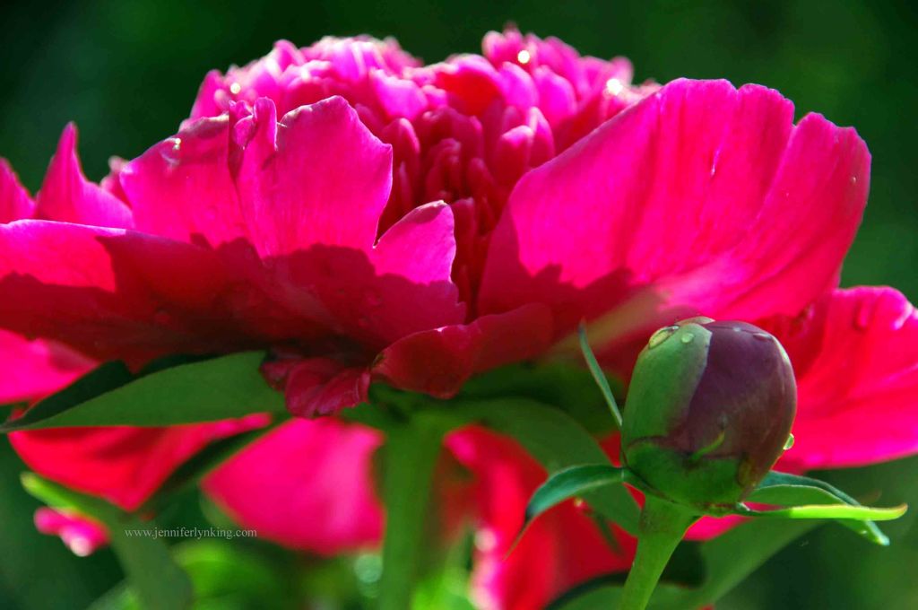 Magenta