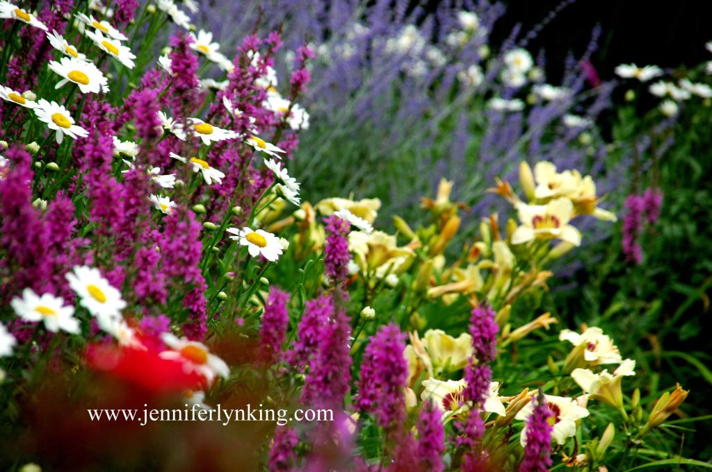 Color: Daisies, Lithrum, Russian Sage, Pandora's Box Daylilies