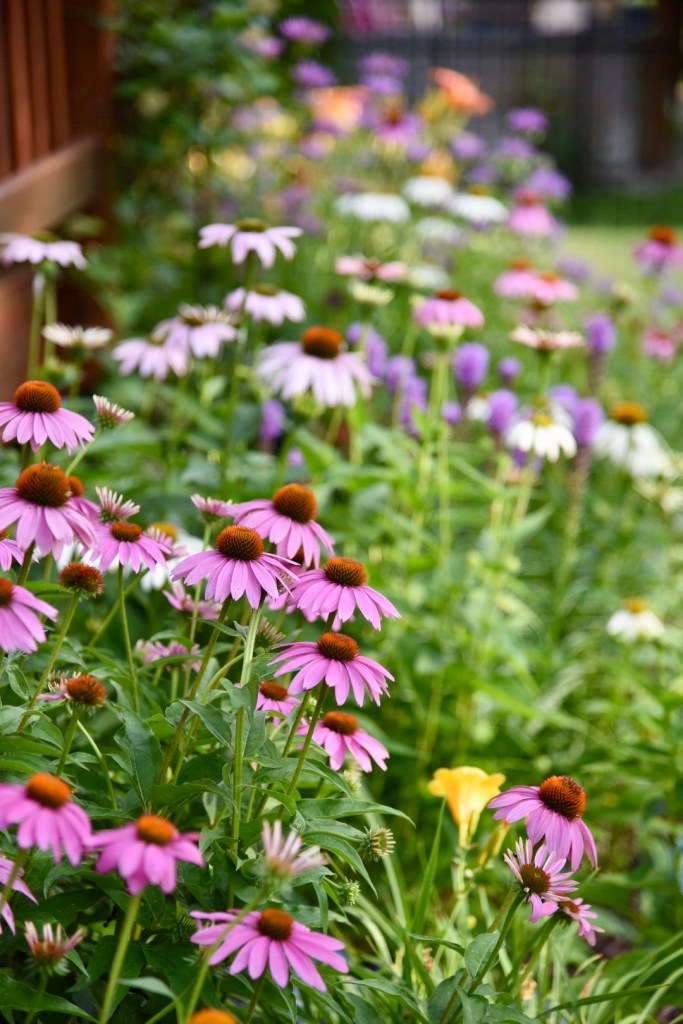 July backyard gardens