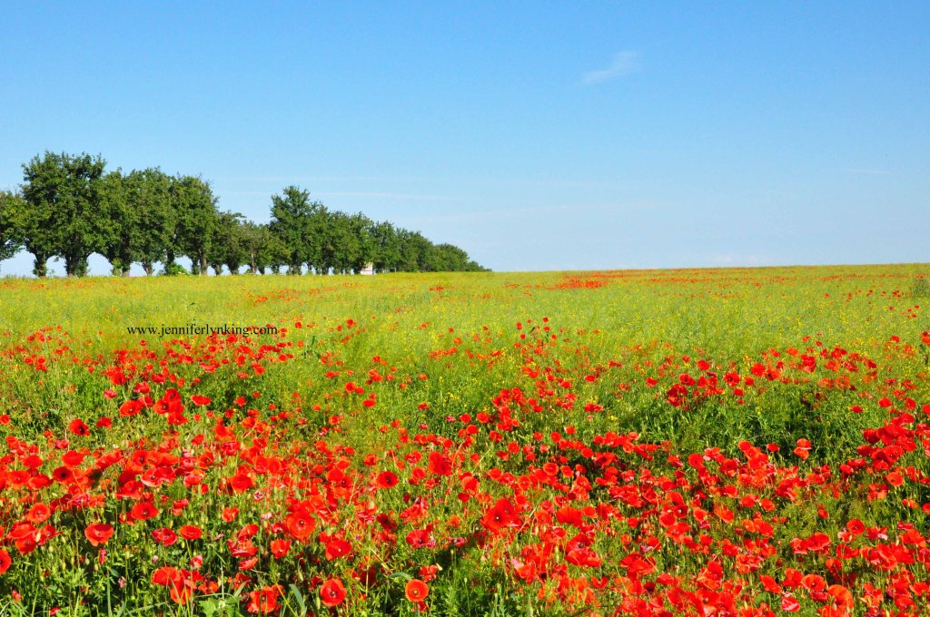 Field of Poppies and Colza