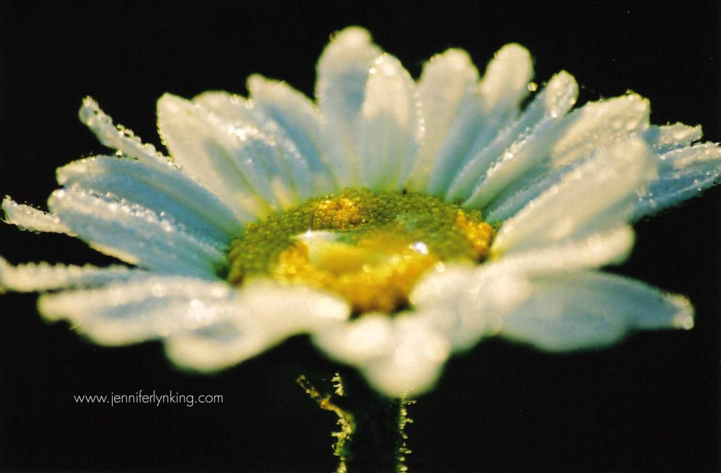 Seeing Beauty