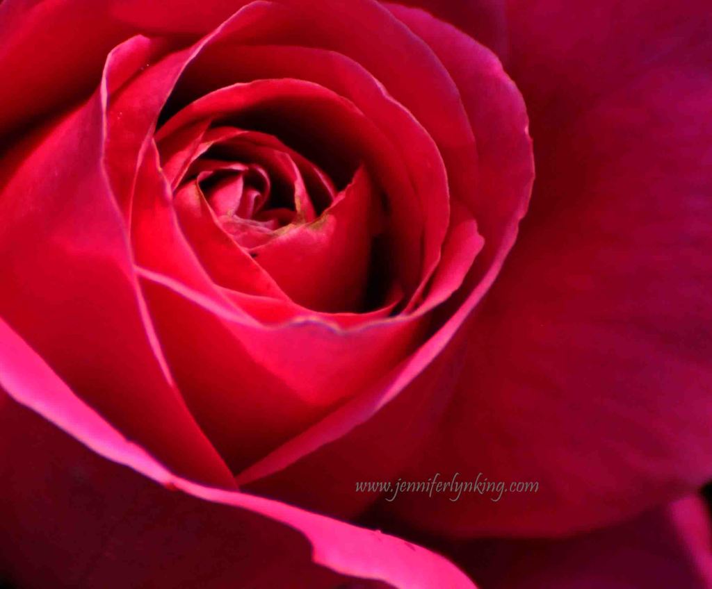 Rose Blossom