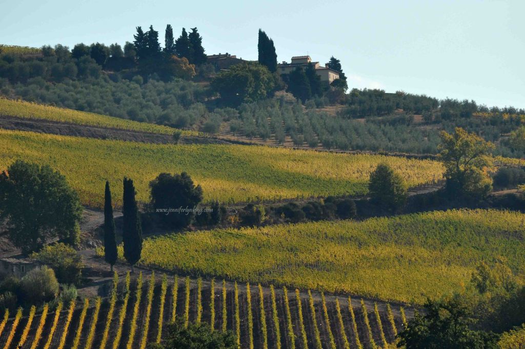 Autumn Colors of Tuscany, Olive Groves and Vineyards