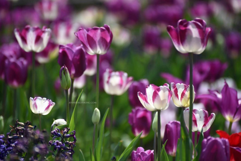 Tulips