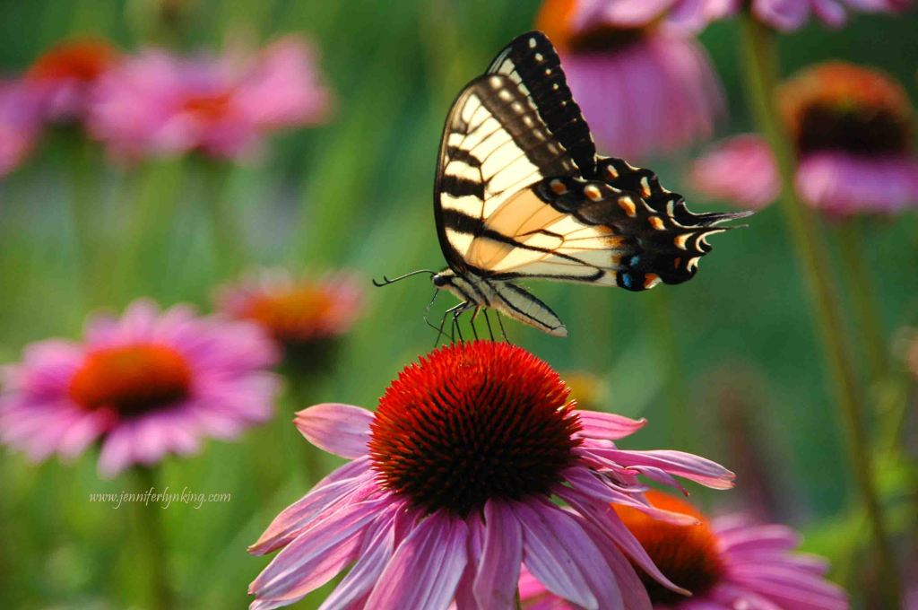 A Tiger Swallowtail on Echinacea