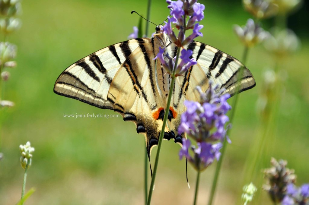 A Swallowtail, on our backyard lavender in Prague