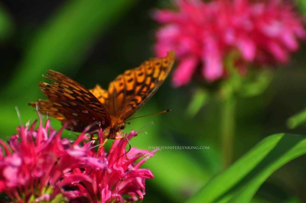 Great Spangled Fritillary butterfly