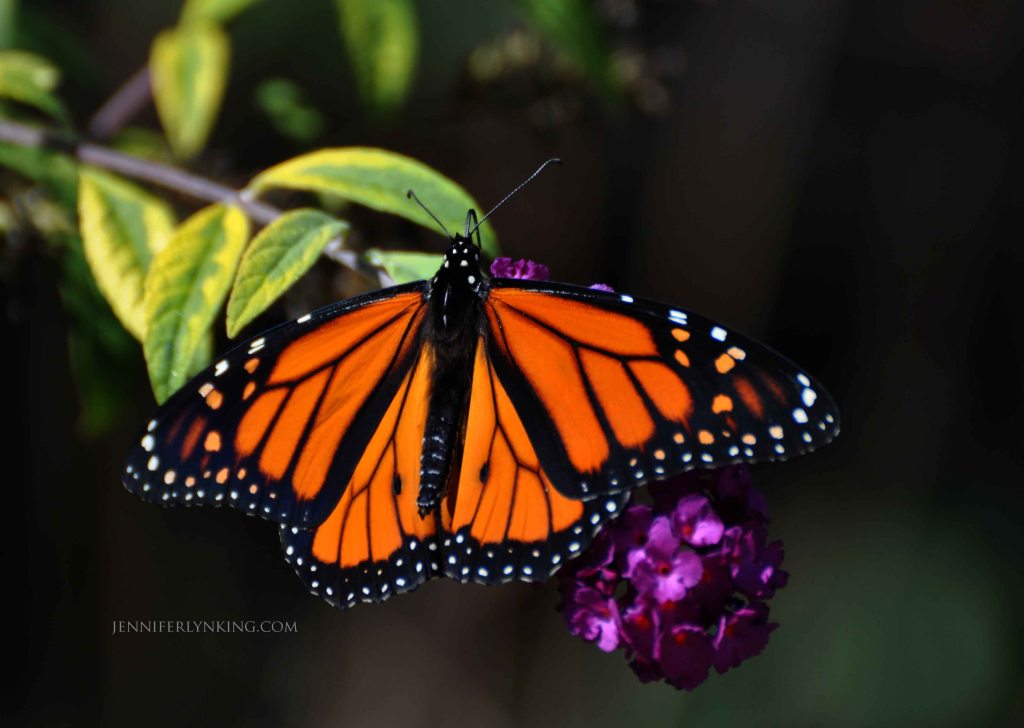Monarch butterfly