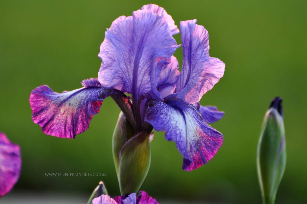 Iris at Sunrise