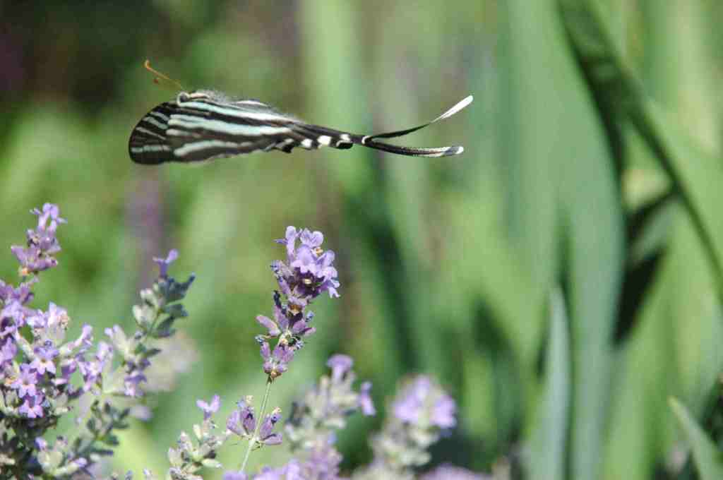 Zebra Swallowtail butterfly in flight