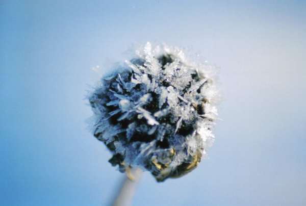 frosty echinacea