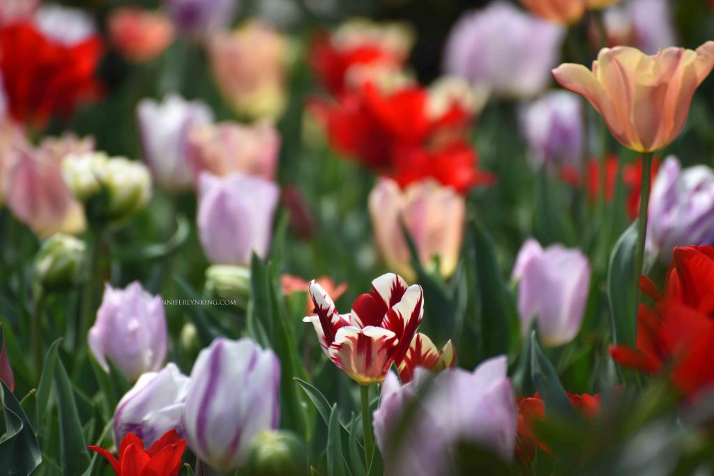 Spring color