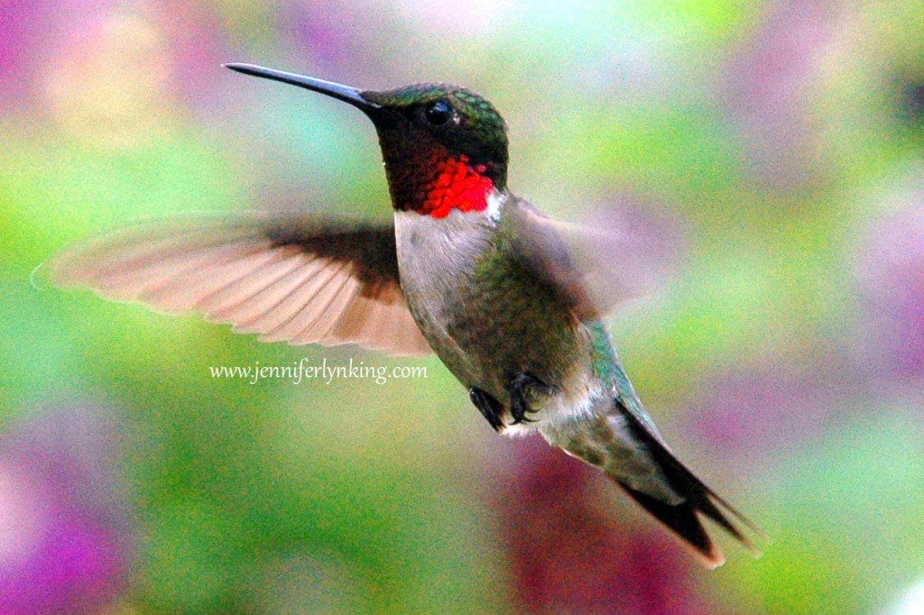 Ruby-throated Hummingbird