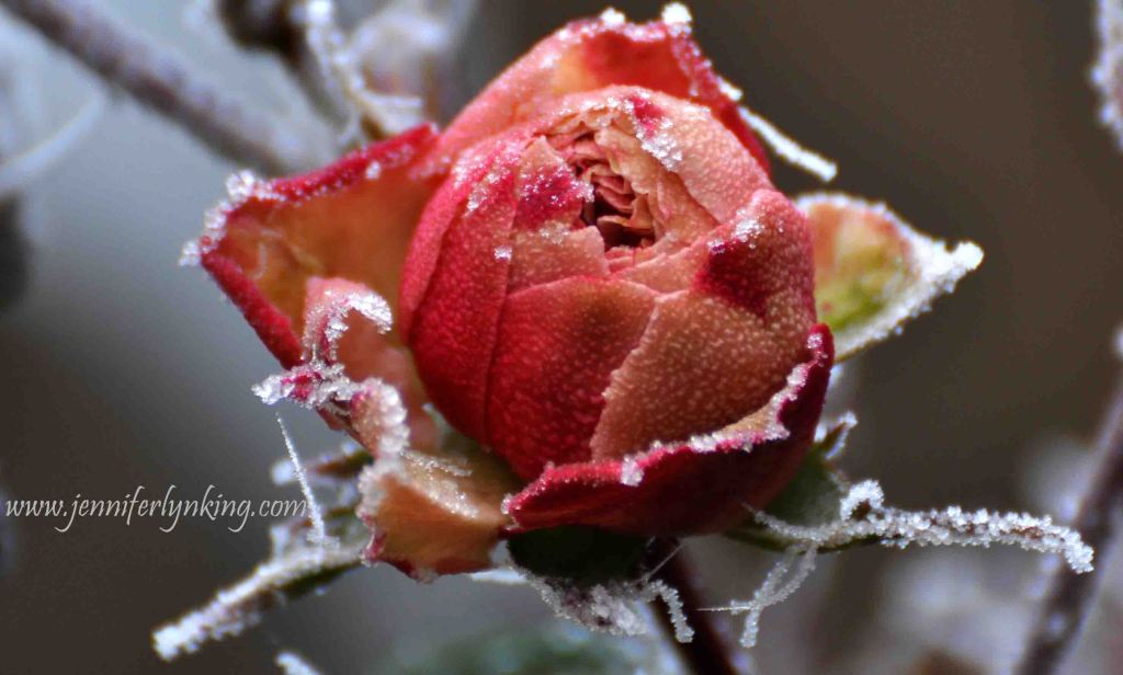 the Effects of Days of Frozen Fog on my backyard Roses in Prague