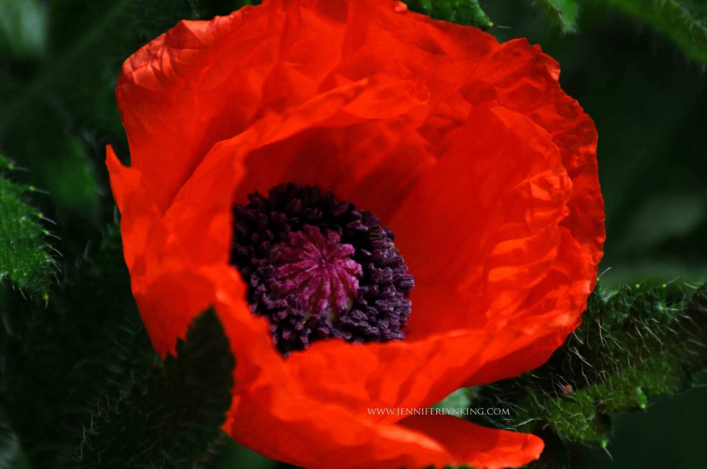 Oriental poppies in my garden