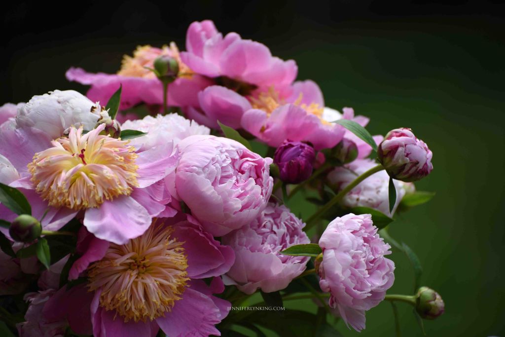 Peonies from my garden