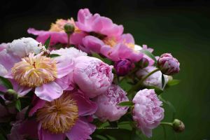 Peonies from my garden