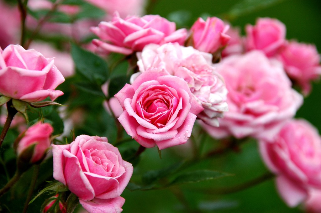 Roses