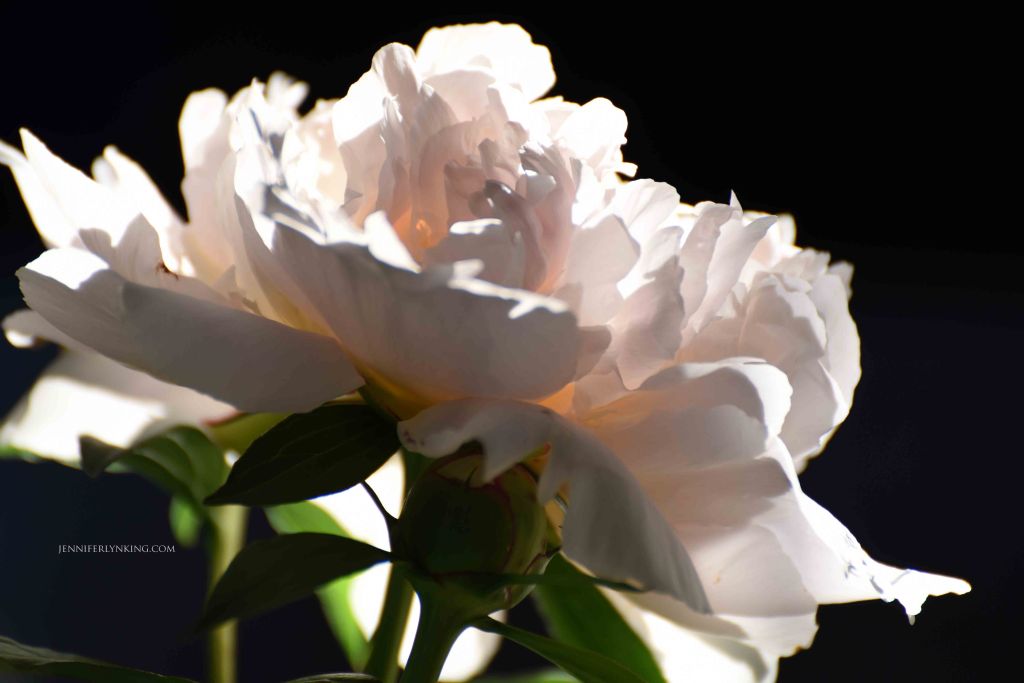 Peonies from my garden