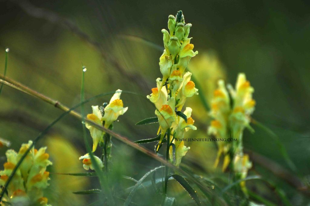 wildflowers at sunrise, maremma, italy