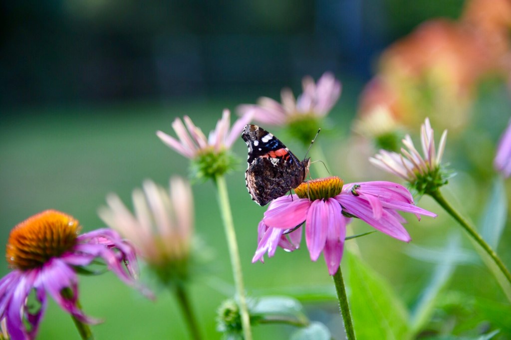 Red Admiral butterfly on Echinacea