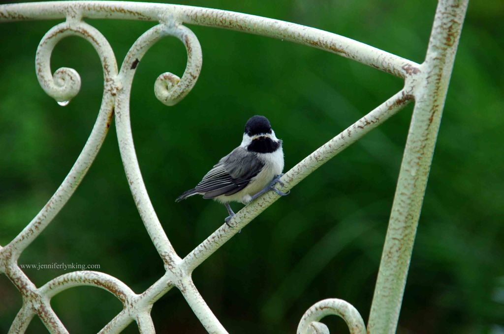 Fledgling Chickadee
