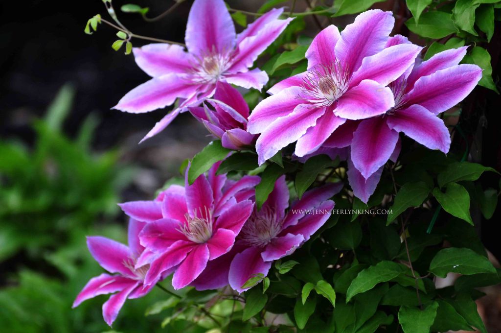 Clematis