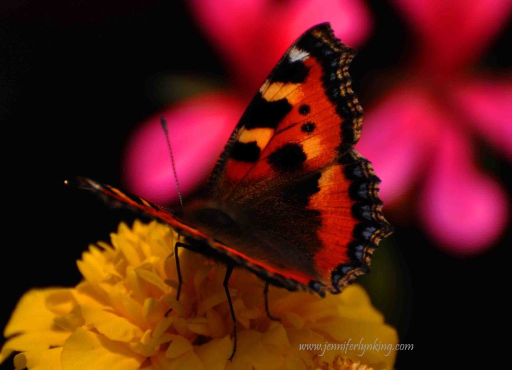 Butterfly wings