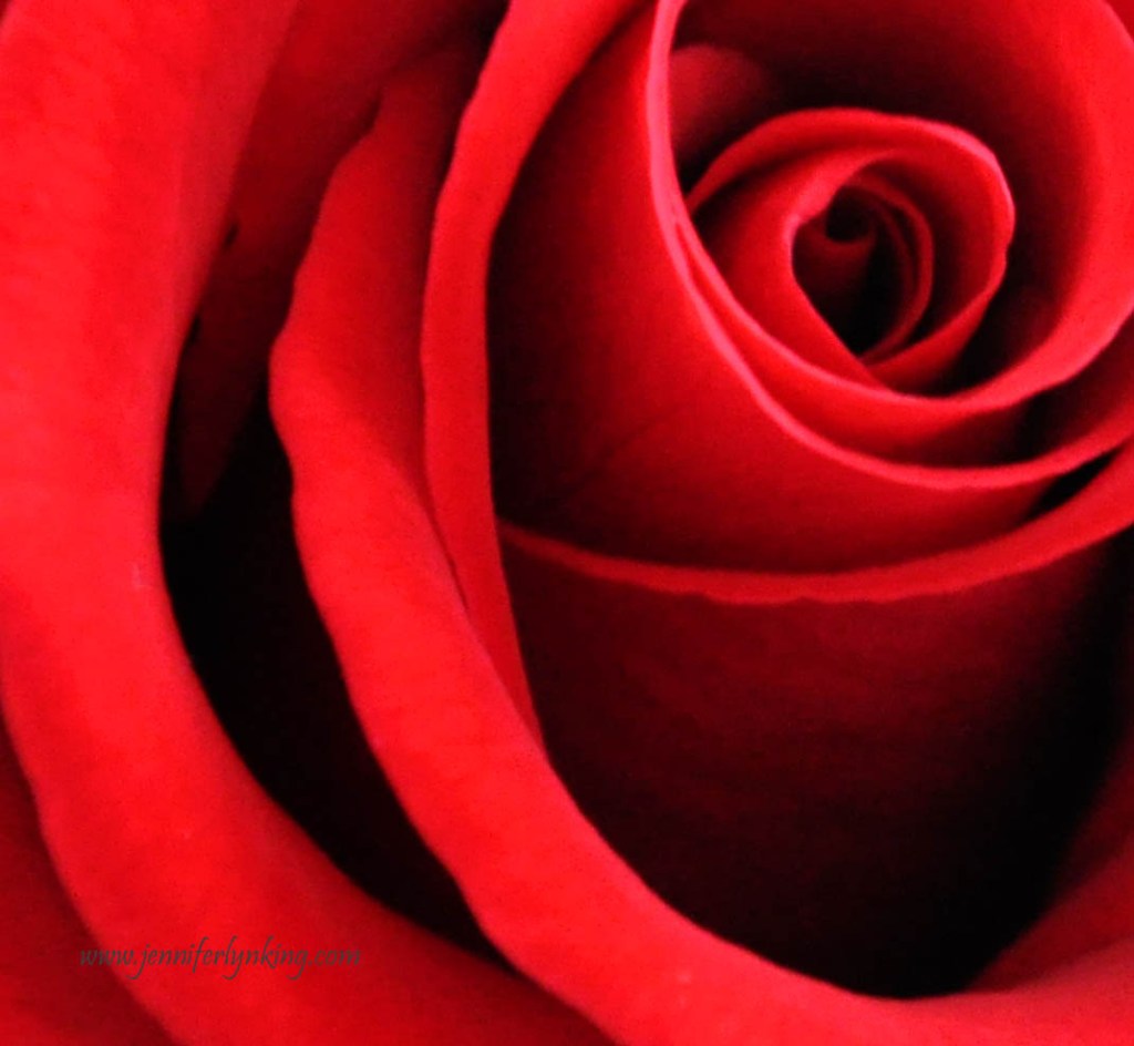 a simple rose
