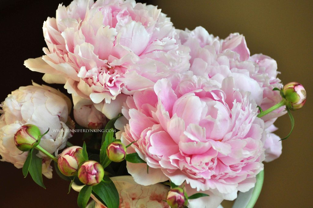 Garden Peonies, Sarah Bernhardt